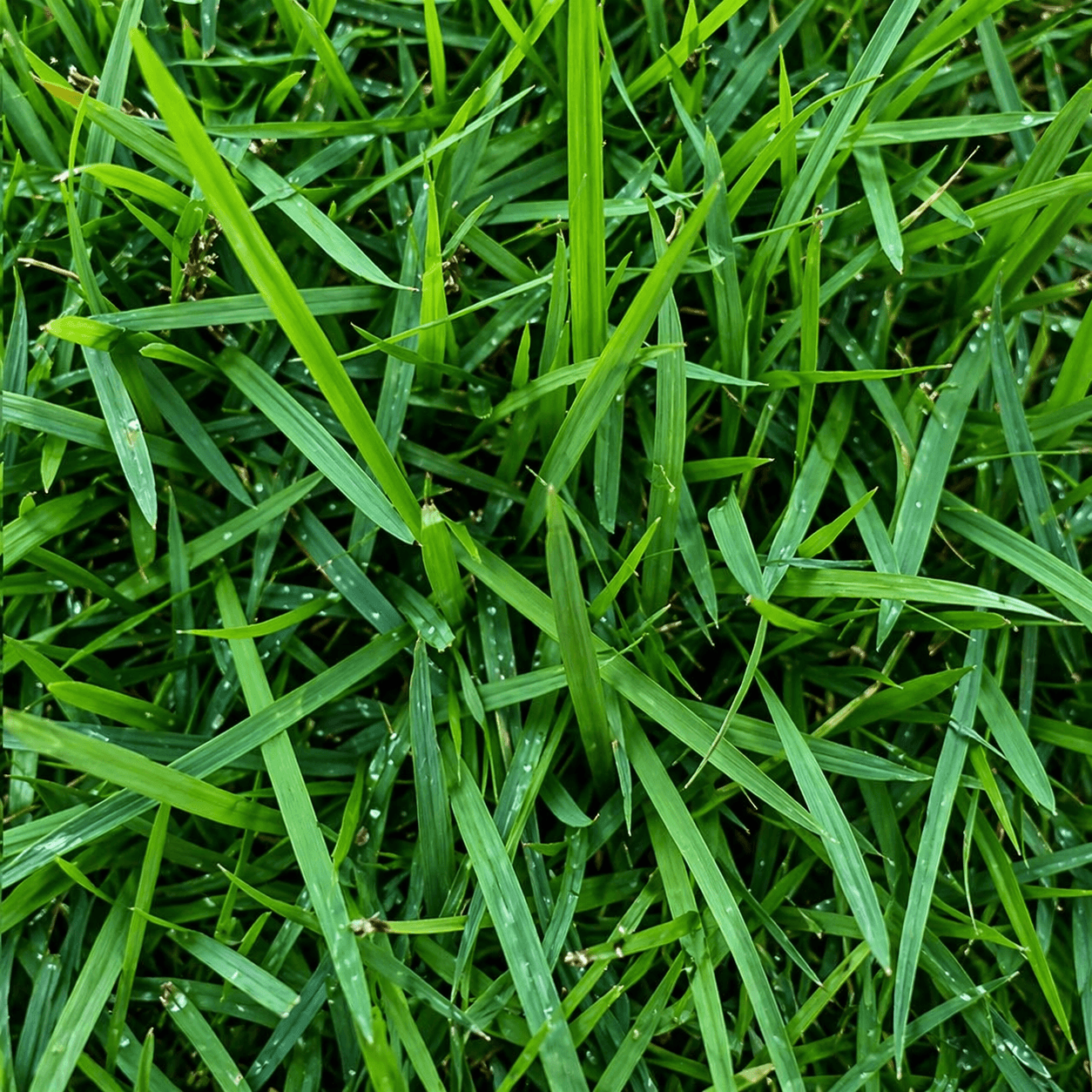 TURF