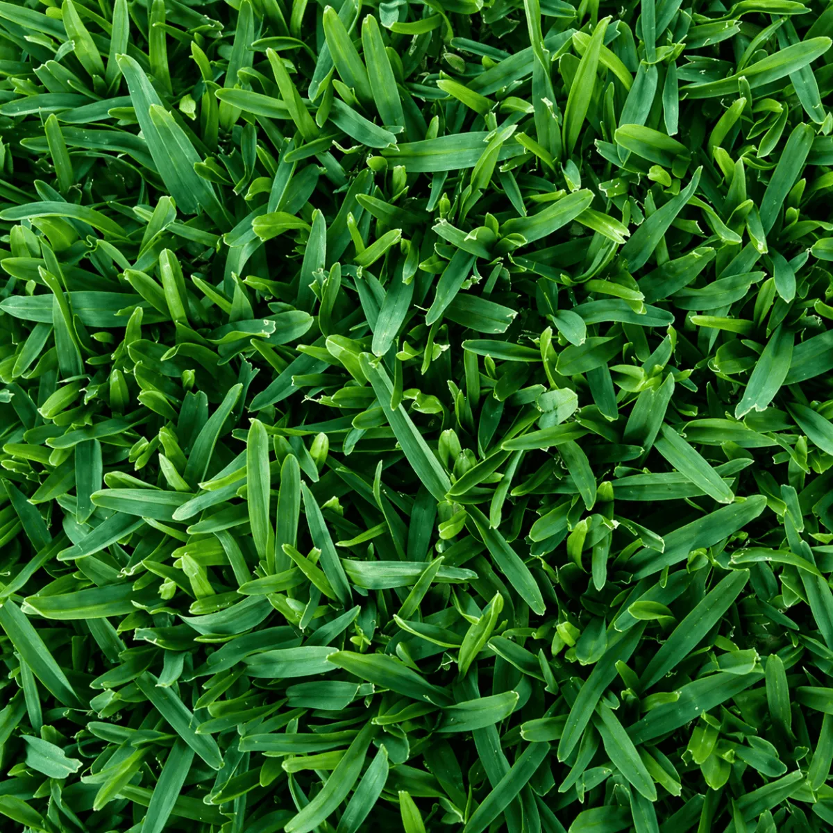 Turf for new homes in Greater Springfield