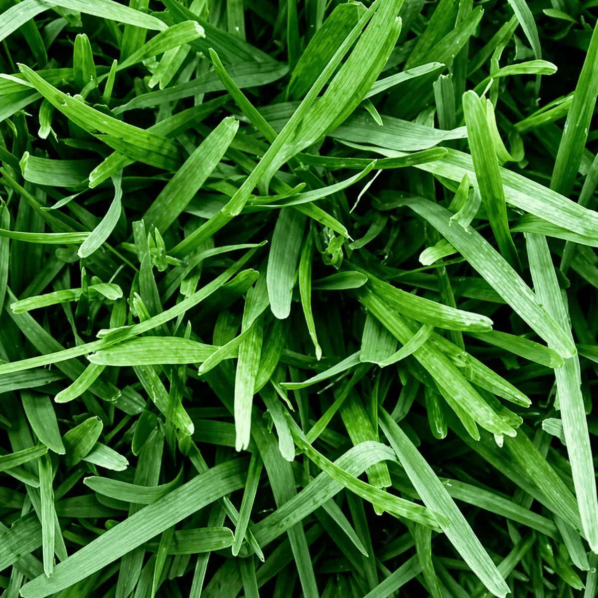 Soft Buffalo — turf supplied in bulk, Brisbane