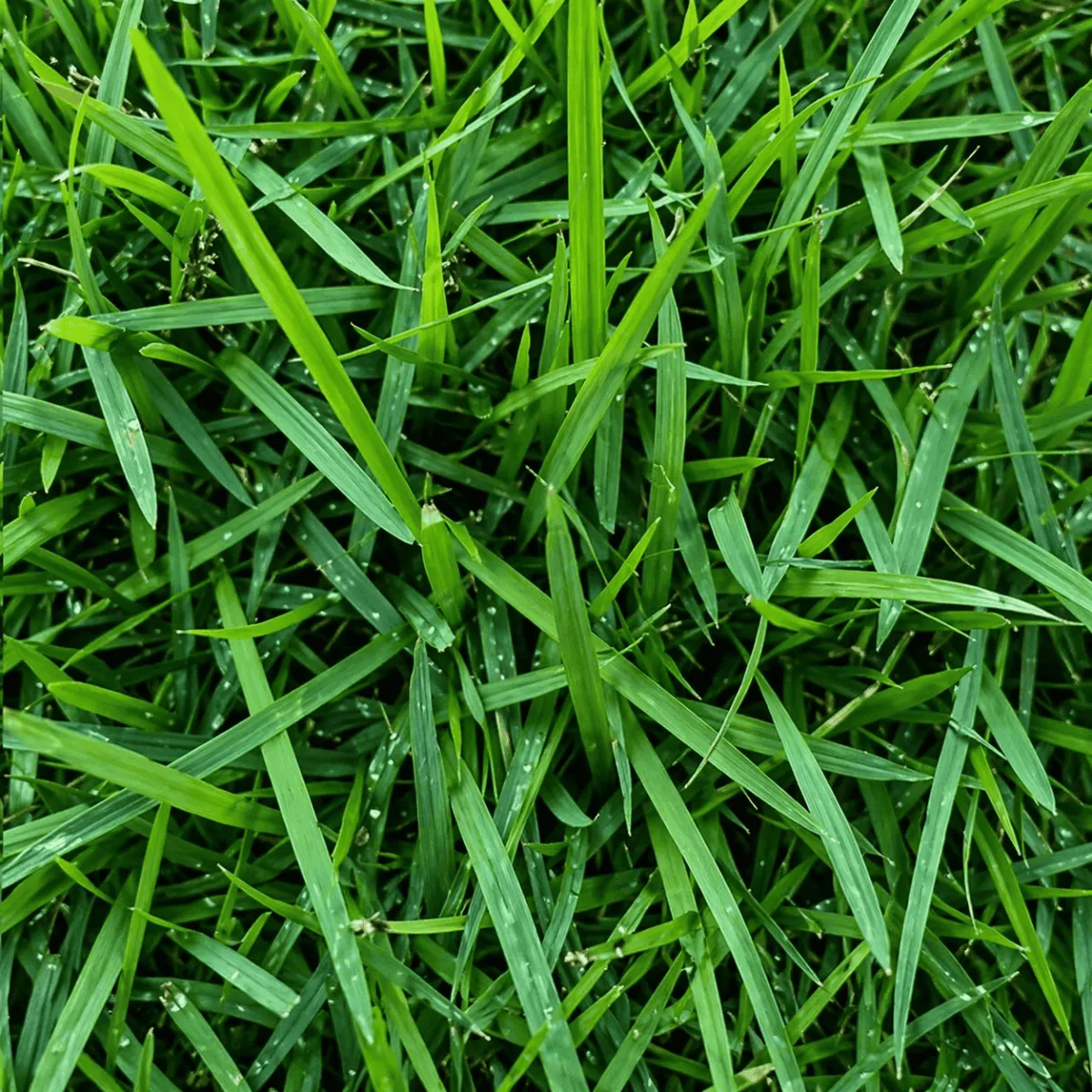 Wintergreen — turf supplied in bulk, Brisbane
